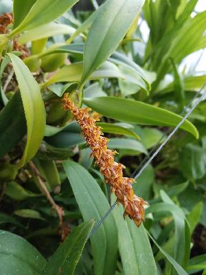  (Bulbophyllum careyanum - ORDNA00366)  @11 [ ] Copyright (2019) Unspecified Atlanta Botanical Garden