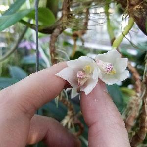  (Bulbophyllum santosii - ORDNA00374)  @11 [ ] Copyright (2019) Unspecified Atlanta Botanical Garden