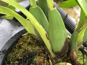  (Brassia verrucosa - ORDNA00390)  @11 [ ] Copyright (2019) Unspecified Atlanta Botanical Garden