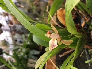  ( - ORDNA00398)  @11 [ ] Copyright (2019) Unspecified Atlanta Botanical Garden