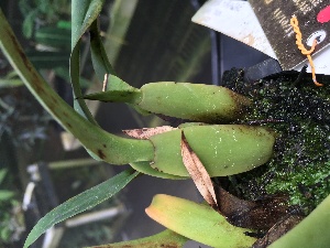  (Trichopilia turialbae - ORDNA00308)  @11 [ ] Copyright (2019) Unspecified Atlanta Botanical Garden