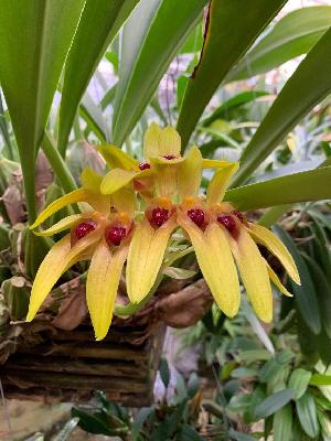  (Bulbophyllum graveolens - ORDNA00348)  @11 [ ] Copyright (2019) Unspecified Atlanta Botanical Garden