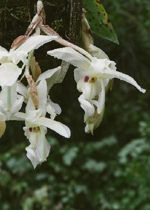  (Stanhopea lietzei - ORDNA00203)  @11 [ ] Copyright (2019) Unspecified Atlanta Botanical Garden