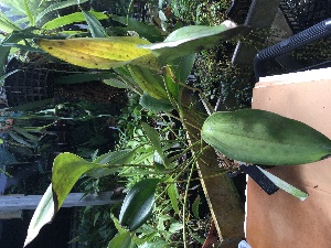  (Specklinia tribuloides - ORDNA00275)  @11 [ ] Copyright (2019) Unspecified Atlanta Botanical Garden