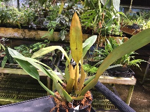  (Trichopilia rostrata - ORDNA00309)  @11 [ ] Copyright (2019) Unspecified Atlanta Botanical Garden