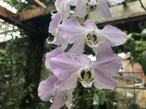  (Phalaenopsis sanderiana - ORDNA00202)  @11 [ ] Copyright (2019) Unspecified Atlanta Botanical Garden