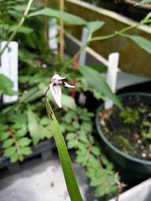  (Pleurothallis aspergillum - ORDNA00290)  @11 [ ] Copyright (2019) Unspecified Atlanta Botanical Garden