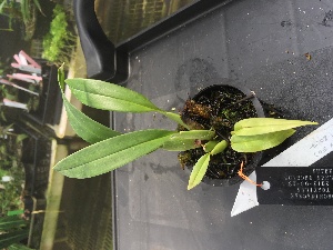  (Trichopilia tortilis - ORDNA00306)  @11 [ ] Copyright (2019) Unspecified Atlanta Botanical Garden