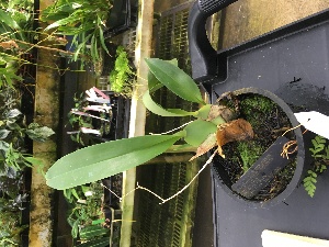  (Rossioglossum krameri - ORDNA00313)  @11 [ ] Copyright (2019) Unspecified Atlanta Botanical Garden