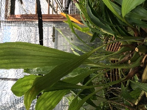  (Coelogyne tomentosa - ORDNA00329)  @11 [ ] Copyright (2019) Unspecified Atlanta Botanical Garden