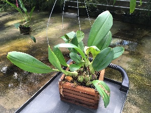  (Bulbophyllum carunculatum - ORDNA00337)  @11 [ ] Copyright (2019) Unspecified Atlanta Botanical Garden