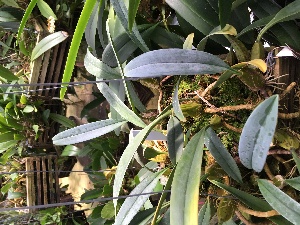  (Bulbophyllum longiflorum - ORDNA00347)  @11 [ ] Copyright (2019) Unspecified Atlanta Botanical Garden