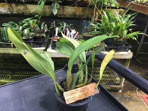  (Trichopilia hennisiana - ORDNA00312)  @11 [ ] Copyright (2019) Unspecified Atlanta Botanical Garden