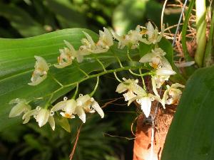  ( - ORDNA00328)  @11 [ ] Copyright (2019) Unspecified Atlanta Botanical Garden