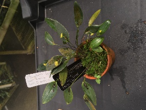  (Pleurothallis dorotheae - ORDNA00303)  @11 [ ] Copyright (2019) Unspecified Atlanta Botanical Garden