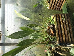  (Rudolfiella floribunda - ORDNA00335)  @11 [ ] Copyright (2019) Unspecified Atlanta Botanical Garden