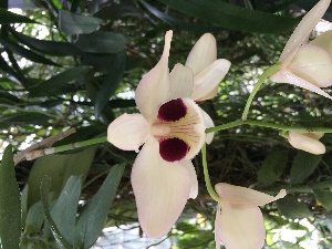 (Dendrobium pulchellum - ORDNA00262)  @11 [ ] Copyright (2019) Unspecified Atlanta Botanical Garden
