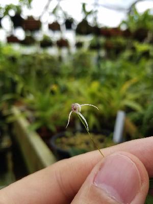  (Pleurothallis gratiosa - ORDNA00286)  @11 [ ] Copyright (2019) Unspecified Atlanta Botanical Garden
