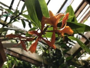  ( - ORDNA00123)  @11 [ ] Copyright (2018) Unspecified Atlanta Botanical Garden