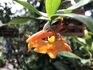  ( - ORDNA00123)  @11 [ ] Copyright (2018) Unspecified Atlanta Botanical Garden