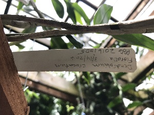  ( - ORDNA00123)  @11 [ ] CreativeCommons - Attribution Share-Alike (2018) Unspecified Atlanta Botanical Garden