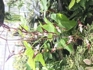  (Gongora chocoensis - ORDNA00216)  @11 [ ] Copyright (2019) Unspecified Atlanta Botanical Garden