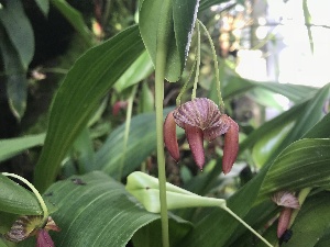  (Pleurothallis adeleae - ORDNA00225)  @11 [ ] Copyright (2019) Unspecified Atlanta Botanical Garden