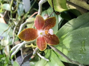  (Phalaenopsis venosa - ORDNA00260)  @11 [ ] Copyright (2019) Unspecified Atlanta Botanical Garden