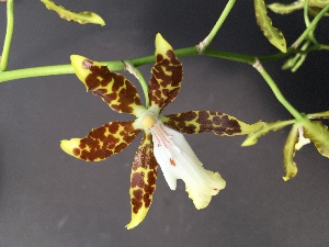  (Oncidium maculatum - ORDNA00252)  @11 [ ] Copyright (2019) Unspecified Atlanta Botanical Garden