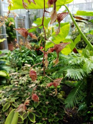  (Gongora latisepala - ORDNA00585)  @11 [ ] Copyright (2019) Unspecified Atlanta Botanical Garden