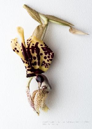  (Stanhopea intermedia - ORDNA00607)  @11 [ ] Copyright (2019) Unspecified Atlanta Botanical Garden
