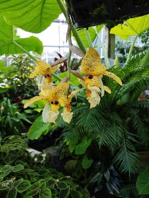  (Stanhopea wardii - ORDNA00618)  @11 [ ] Copyright (2019) Unspecified Atlanta Botanical Garden
