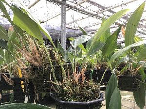  (Stanhopea embreei - ORDNA00620)  @11 [ ] Copyright (2019) Unspecified Atlanta Botanical Garden