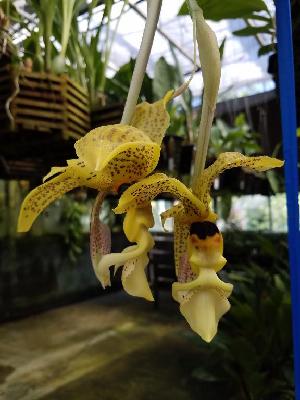  (Stanhopea nicaraguensis - ORDNA00624)  @11 [ ] Copyright (2019) Unspecified Atlanta Botanical Garden