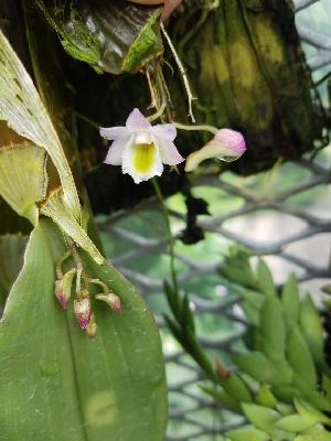  (Dendrobium lamellatum - ORDNA00651)  @11 [ ] Copyright (2019) Unspecified Atlanta Botanical Garden
