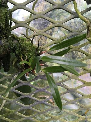  (Dendrobium masarangense - ORDNA00656)  @11 [ ] Copyright (2019) Unspecified Atlanta Botanical Garden