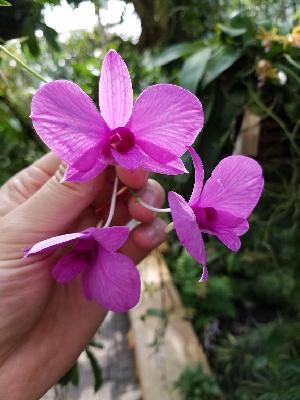  (Dendrobium bigibbum - ORDNA00657)  @11 [ ] Copyright (2019) Unspecified Atlanta Botanical Garden