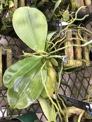  (Phalaenopsis micholitzii - ORDNA00665)  @11 [ ] Copyright (2019) Unspecified Atlanta Botanical Garden