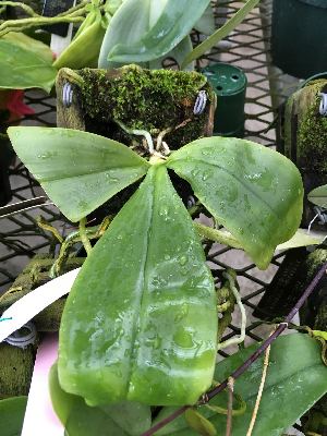  (Phalaenopsis inscriptiosinensis - ORDNA00666)  @11 [ ] Copyright (2019) Unspecified Atlanta Botanical Garden