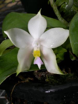  (Phalaenopsis violacea - ORDNA00667)  @11 [ ] Copyright (2019) Unspecified Atlanta Botanical Garden
