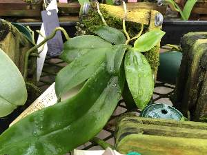  (Phalaenopsis amboinensis - ORDNA00669)  @11 [ ] Copyright (2019) Unspecified Atlanta Botanical Garden
