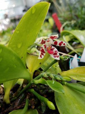  (Phalaenopsis maculata - ORDNA00670)  @11 [ ] Copyright (2019) Unspecified Atlanta Botanical Garden