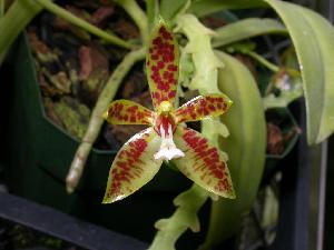  (Phalaenopsis cornu-cervi - ORDNA00671)  @11 [ ] Copyright (2019) Unspecified Atlanta Botanical Garden