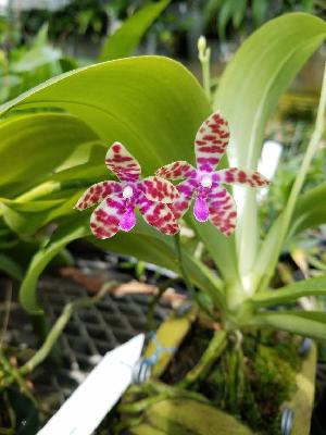  (Phalaenopsis mariae - ORDNA00673)  @11 [ ] Copyright (2019) Unspecified Atlanta Botanical Garden
