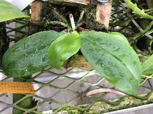 (Phalaenopsis sumatrana - ORDNA00674)  @11 [ ] Copyright (2019) Unspecified Atlanta Botanical Garden