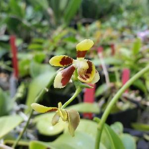  (Phalaenopsis fuscata - ORDNA00675)  @11 [ ] Copyright (2019) Unspecified Atlanta Botanical Garden