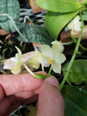  (Phalaenopsis floresensis - ORDNA00676)  @11 [ ] Copyright (2019) Unspecified Atlanta Botanical Garden
