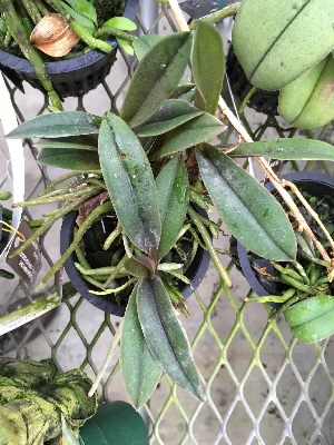  (Phalaenopsis pulcherrima - ORDNA00677)  @11 [ ] Copyright (2019) Unspecified Atlanta Botanical Garden