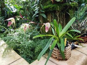  (Paphiopedilum stonei - ORDNA00681)  @11 [ ] Copyright (2019) Unspecified Atlanta Botanical Garden