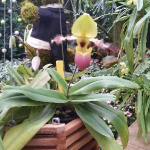 (Paphiopedilum glaucophyllum - ORDNA00683)  @11 [ ] Copyright (2019) Unspecified Atlanta Botanical Garden